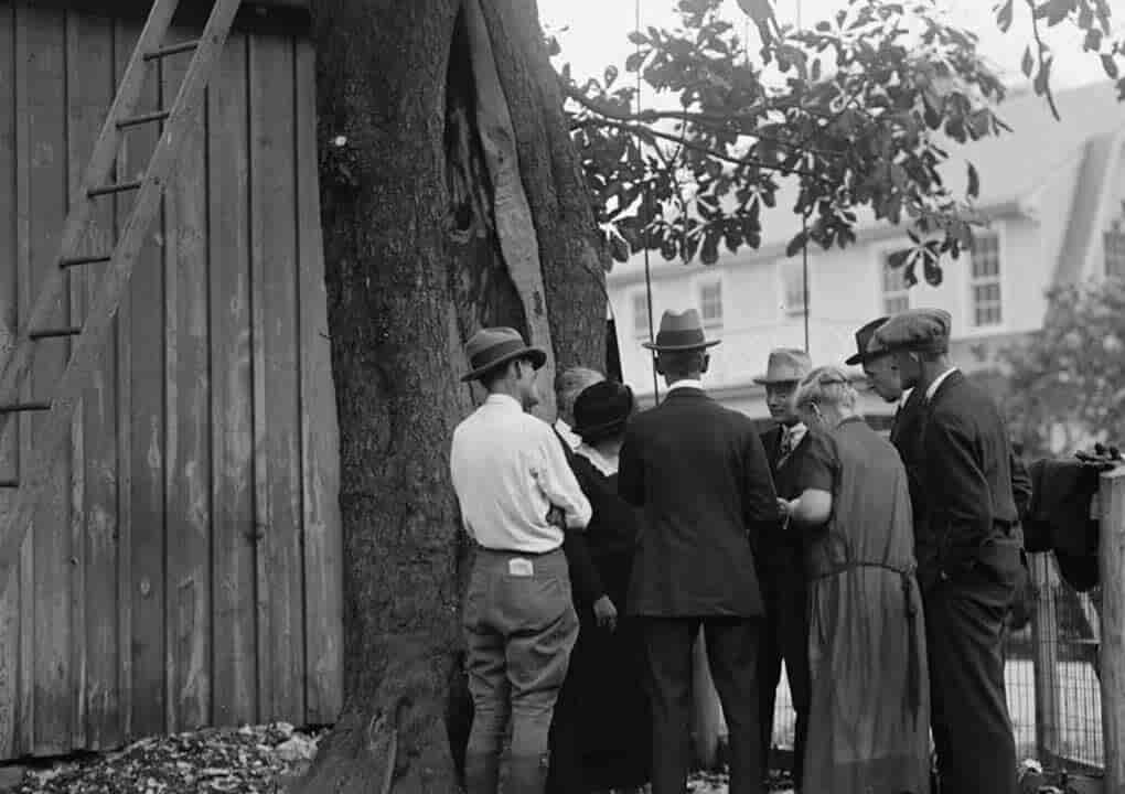 Washington's Horse Chestnut Wood