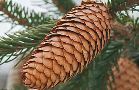 Spruce Pine Cone